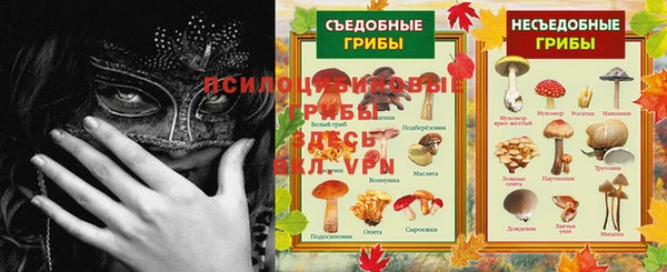 дмт Богданович